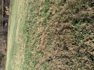 bermudagrass in fescue