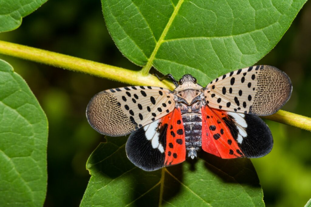 spotted lanternfly nc dept ag