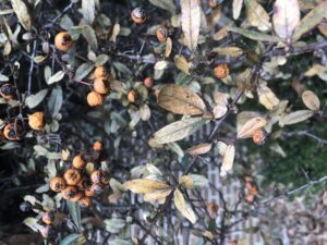 Pyracantha or firethorn burned by extreme cold December 2022