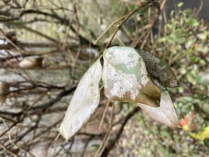 cold damaged leaves