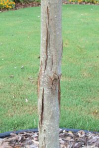 frost cracks maple bark