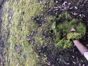 Established Moss garden