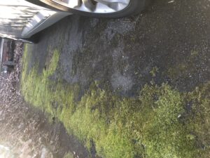 moss growing on asphalt