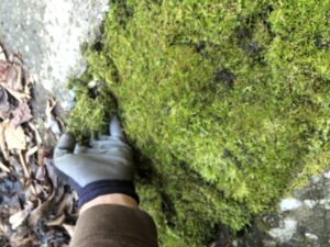 installing moss in a walkway