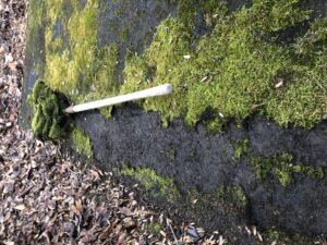 harvesting moss with flat shovel