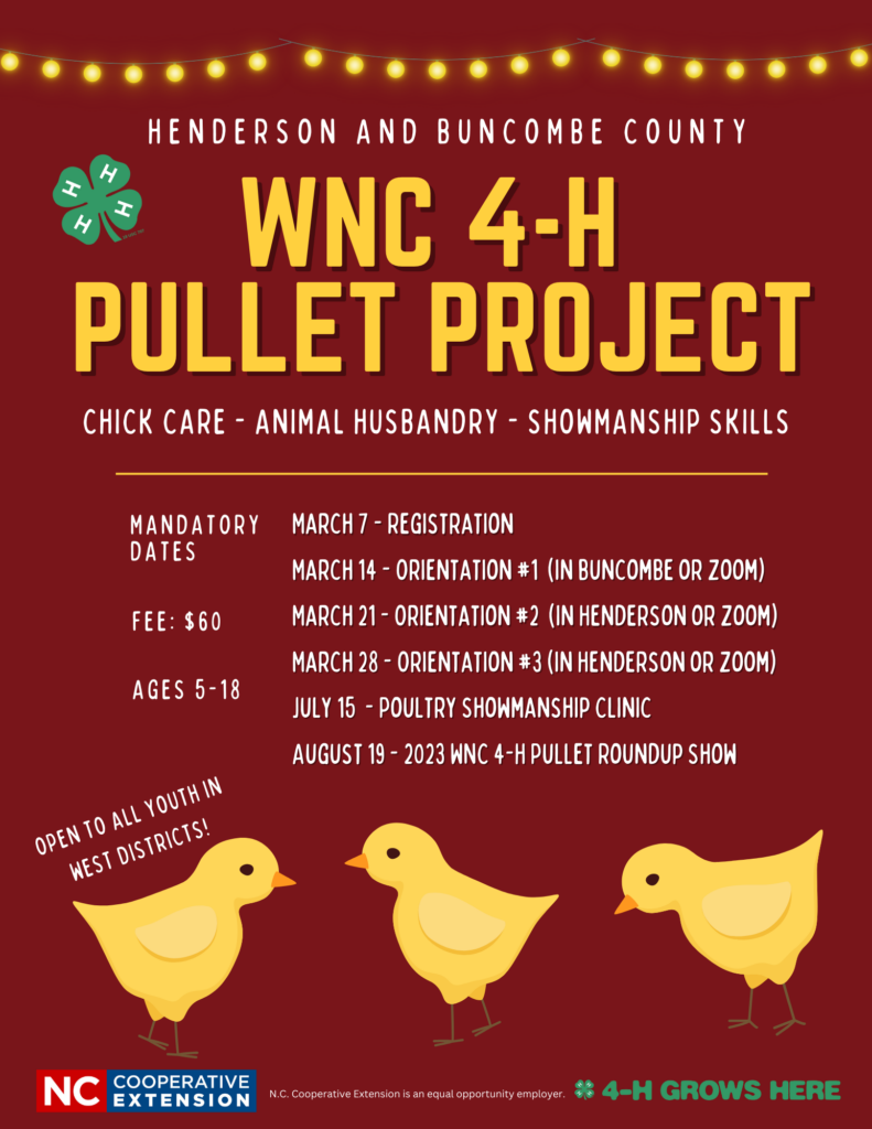 WNC 4-H Pullet Project | Extension Marketing and Communications