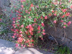 Coral honeysuckle pink