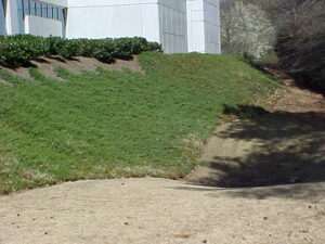 juniper groundcover