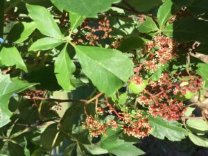 Virginia creeper flower