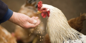 A person feeding a chicken by hand.