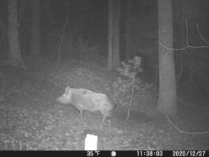 feral swine Henderson county