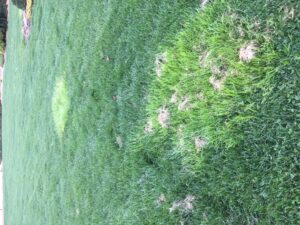 rough bluegrass in fescue