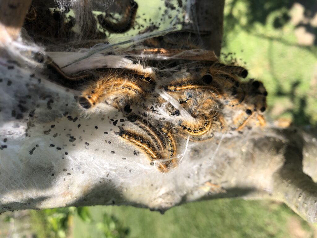 Eastern Tent Caterpillar