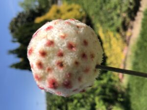 wooly sower gall