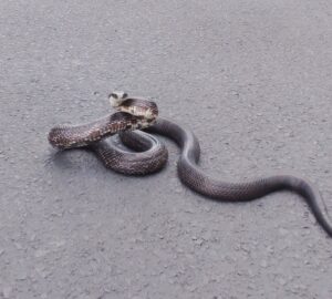 rat snake