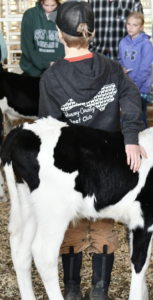 A child stands beside a calf.