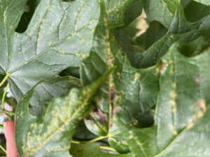 anthracnose on maple leaf