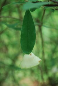 leaf gall on deciduous azalea