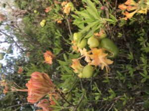 Leaf gall on deciduous Flame azalea