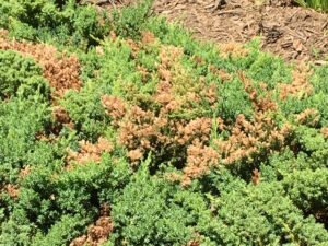 juniper dieback 