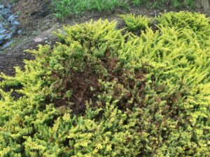 phomopsis disease on juniper