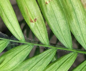spider mites houseplant