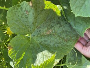 Cucumber downy mildew