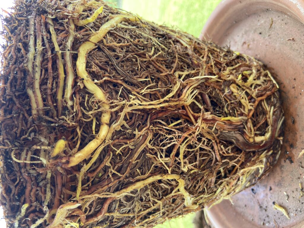 RootBound Plants N.C. Cooperative Extension