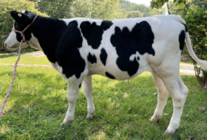 Cover photo for 2023 WNC Dairy Steer Program Update