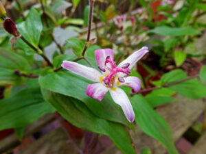 Trycyrtis hirta pink flower