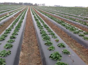 Cover photo for 2023 Western NC Strawberry Preplant Meeting to Be Held in Burke County