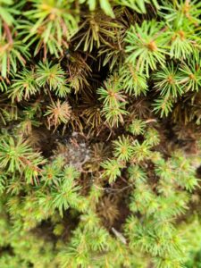 spider mites on a conifer
