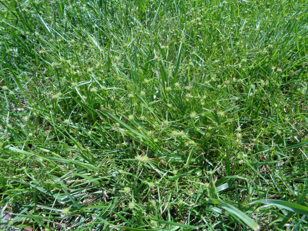 kyllinga in fescue