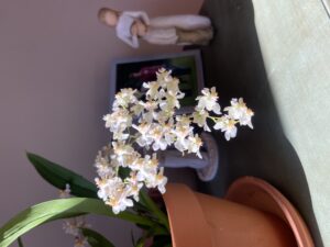 Cover photo for Growing Orchids in WNC