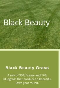 black beauty turf mt sod fescue grass