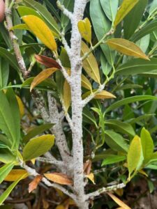 bark scale on cherry laurel