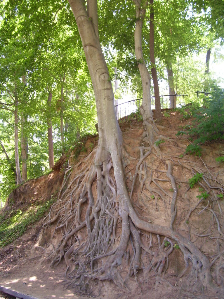beech roots