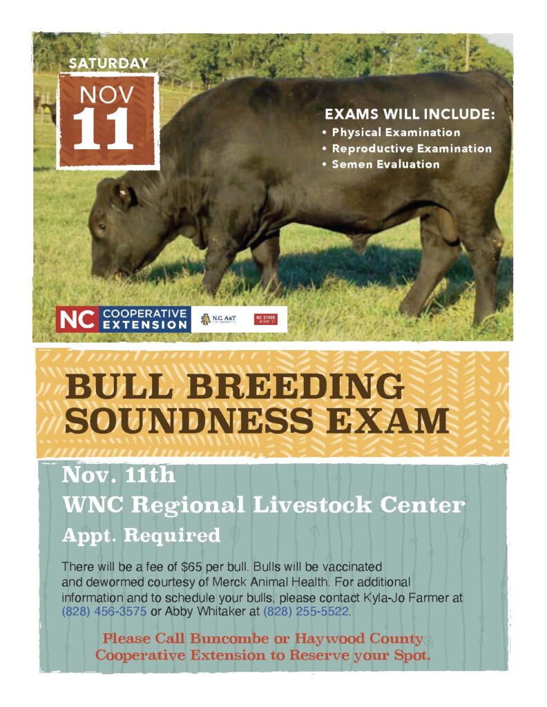 Bull Breeding Soundness Exam Flyer