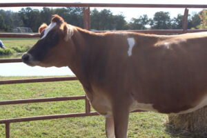 Brown cow in Jackson Park for Farm City Day
