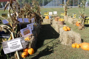 Pumpkin and corn maze 