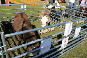 Miniature horse and miniature donkey share a pen and await visitors during Farm City Day