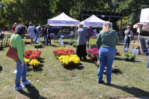 Mums for sale in a park