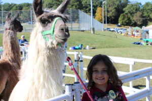 A child poses with a Llama on a lead.