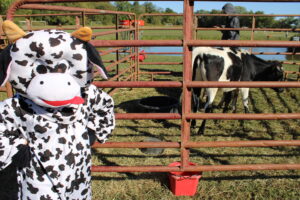 A person in a cow costume stands beside a real cow in a paddock.