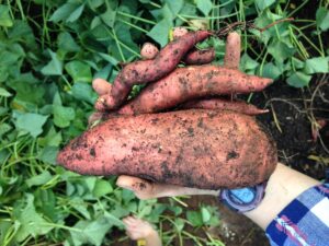 sweet potatoes