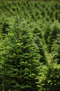 Cover photo for Keeping Holiday Greenery Fresh: Tips for Prolonging the Cheer