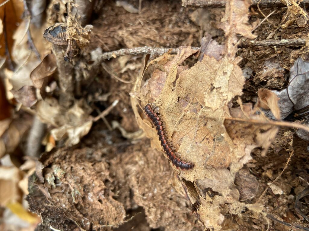 Centipede found in the leaf litter of a garden. Centipedes also have critical roles in our gardens.