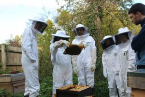 Cover photo for Bee School Begins January 8 at Extension