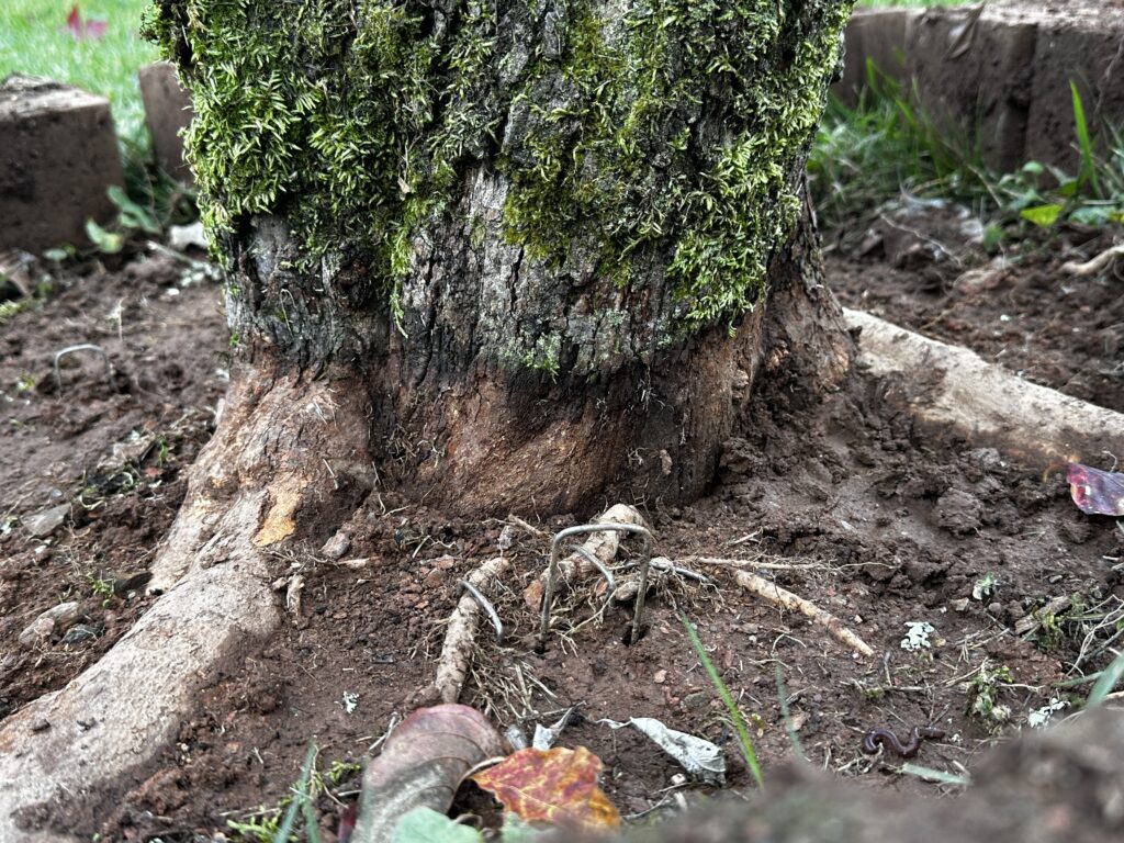 dogwood root collar excavation