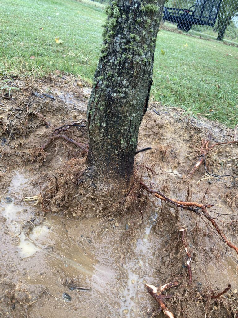 maple root collar excavation